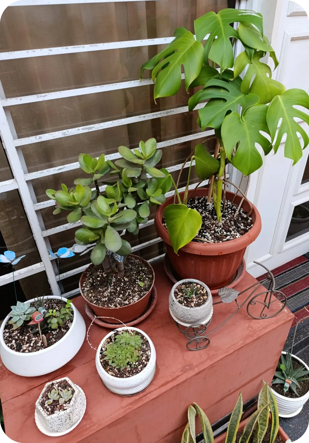 Variedad de plantas y suculentas en macetas