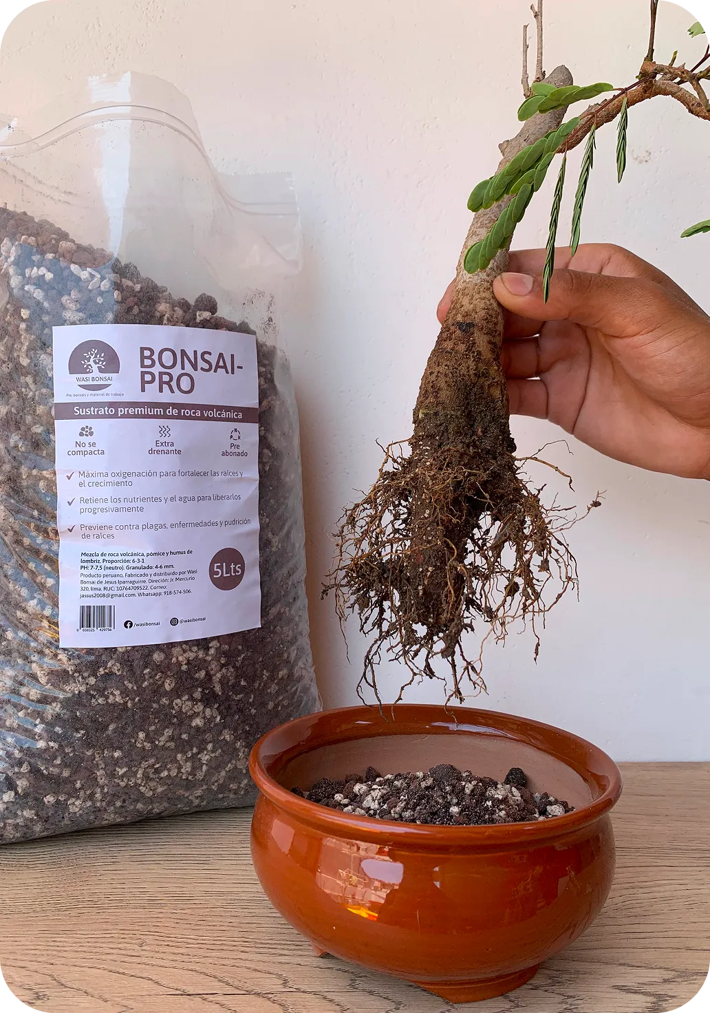 Bolsa de sustrato BonsaiPro junto a un bonsái listo para transplante